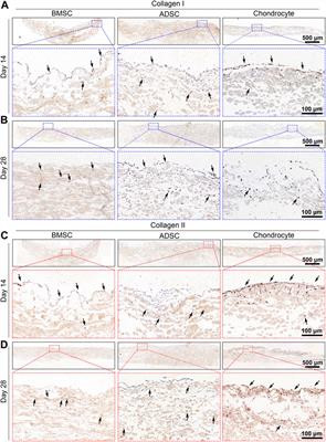 A comparative study on various cell sources for constructing tissue-engineered meniscus